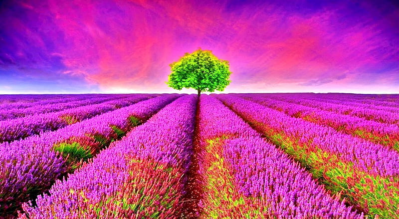 Beautiful Lavender fields, colors of nature, colorful, one green, plant, graphy, splendor, flowers, fields, pink, maountains, sky, forces of nature, everywhere its pink, paradise, flower, nature, landscape, HD wallpaper