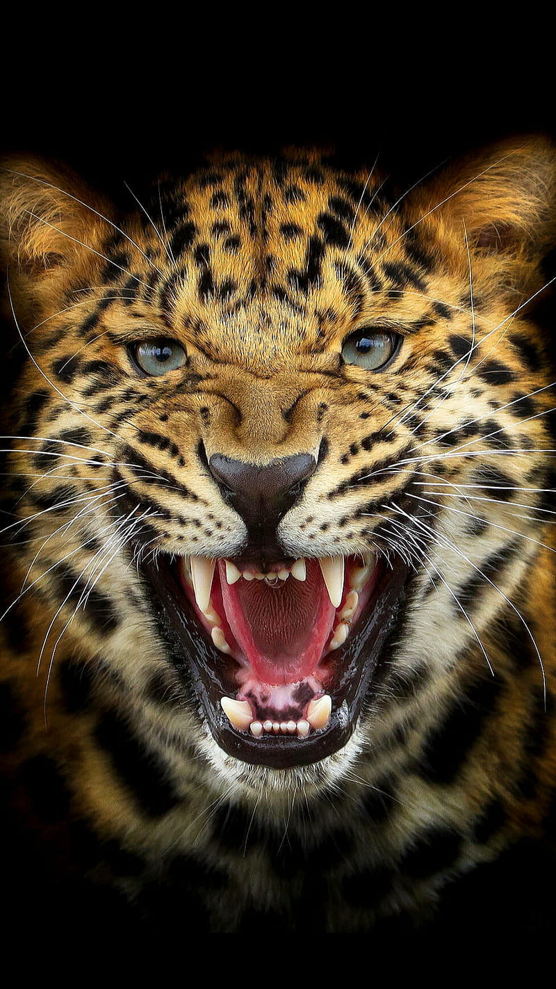 Tiger, roar tiger, HD phone wallpaper