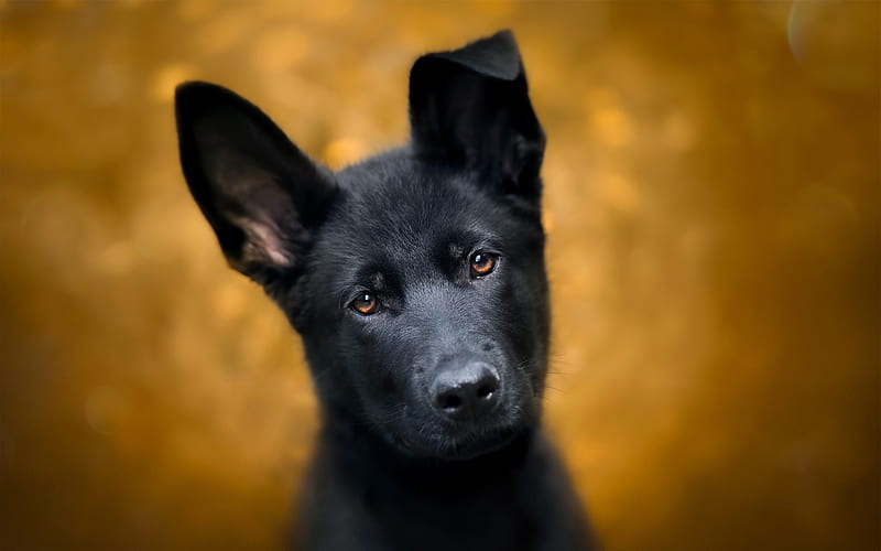 Black German Shepherd, puppy, dogs, pets, close-up, German Shepherd Dog, HD wallpaper