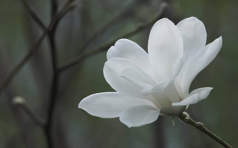 White magnolia-2012 flowers Featured, HD wallpaper