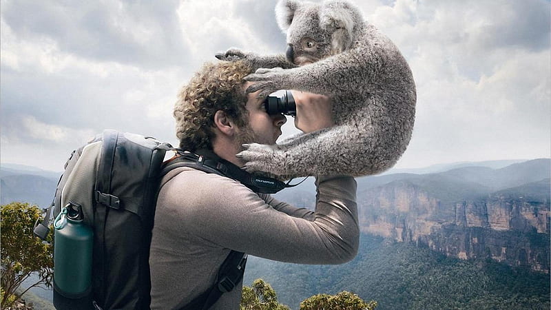 Cuddly Koala, mountains, bear, bushwalking, koala, hiker, HD wallpaper