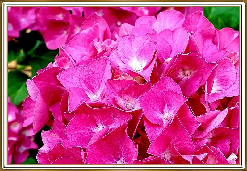 HERMOSA HORTENSIA, FLOR, BONITA, NATURALEZA, Fondo de pantalla HD | Peakpx