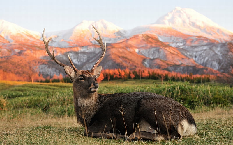 Beauiful Buck, antlers, snow, mountains, buck, fur, field, deer, HD wallpaper