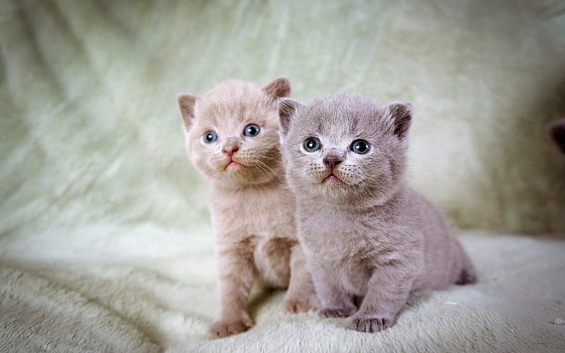 British Shorthair Cat, kittens, close-up, domestic cat, cats, cute animals, British Shorthair, HD wallpaper