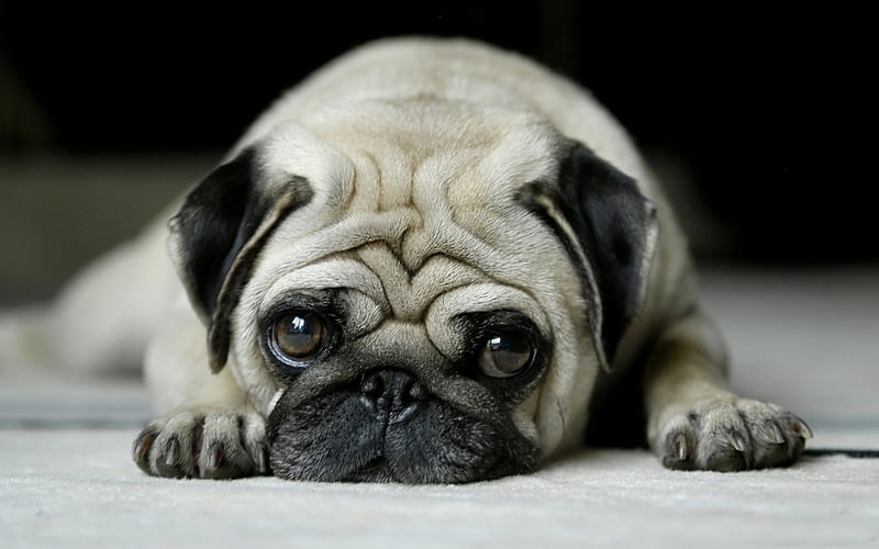 Pug, close-up, sad dog, dogs, cute animals, sad pug, pets, Pug Dog, HD wallpaper