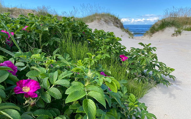 Wild Roses by Sea, Latvia, sea, wild roses, dunes, HD wallpaper