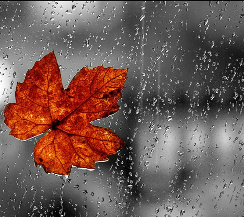 Rainy Fall Day, leaf, rain, HD wallpaper