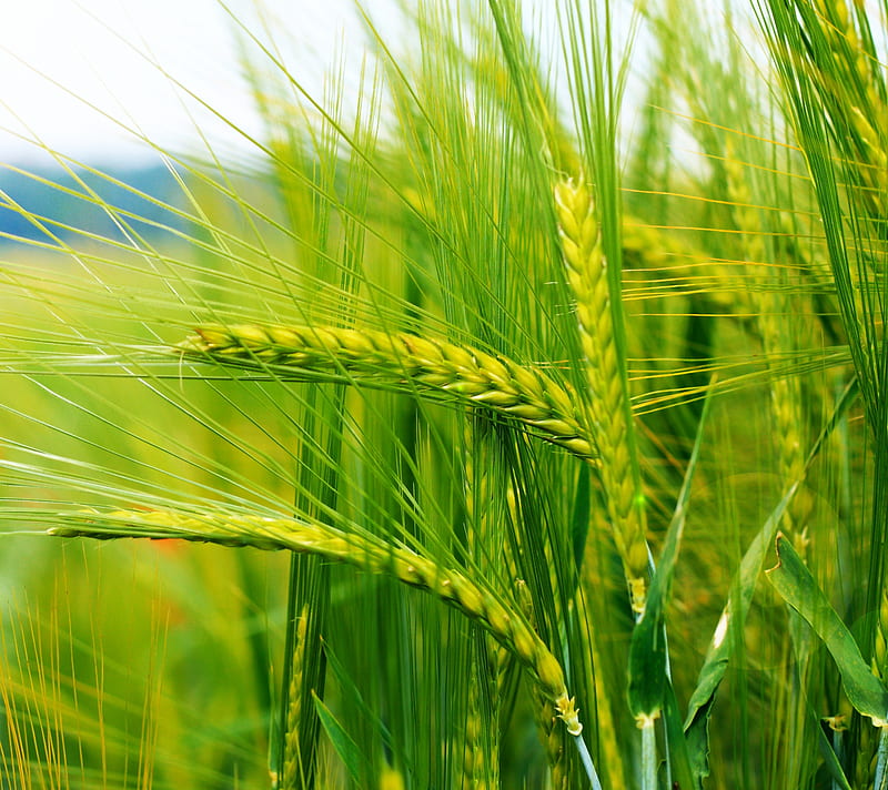 Ears of Corn Grass beautiful, corn, grass, green herbs, nature, HD wallpaper