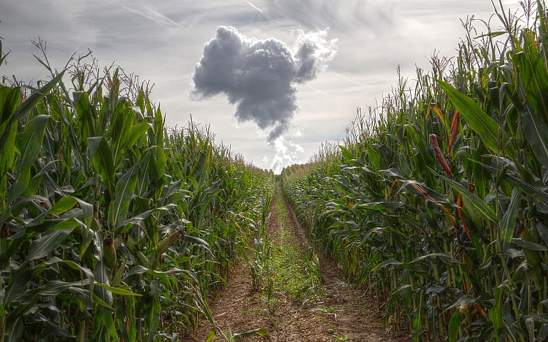 path in the corn field, corn, path, cloud, field, HD wallpaper