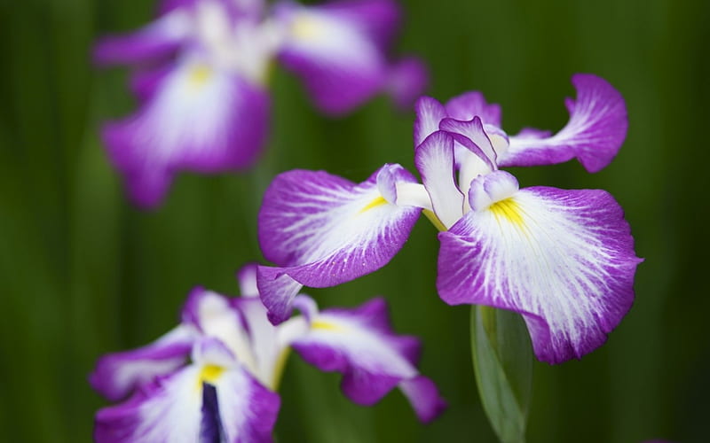 Irises, purple, green, flower, yellow, white, pink, iris, HD wallpaper