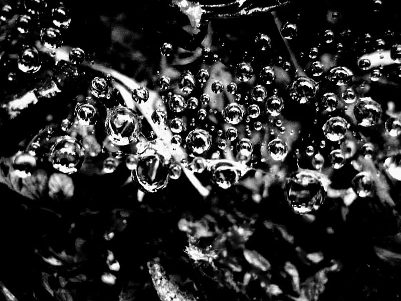 Black n white Droplets, drop, droplet, web, black, nature, rain, white, spider, HD wallpaper