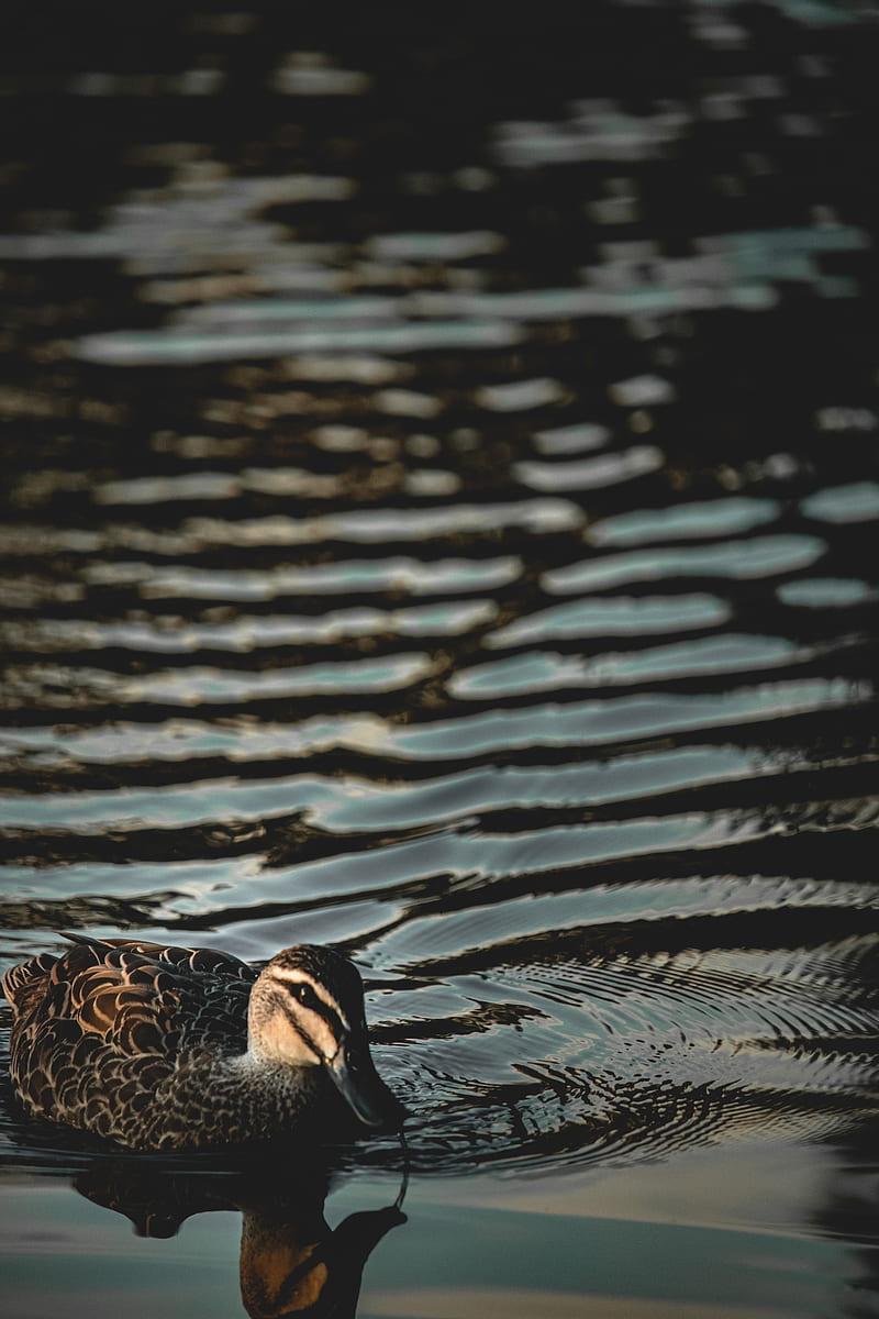 duck, bird, water, ripples, HD phone wallpaper