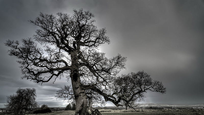 spectacular gnarled tree, tree, grey sky, fields, gnarled, HD wallpaper