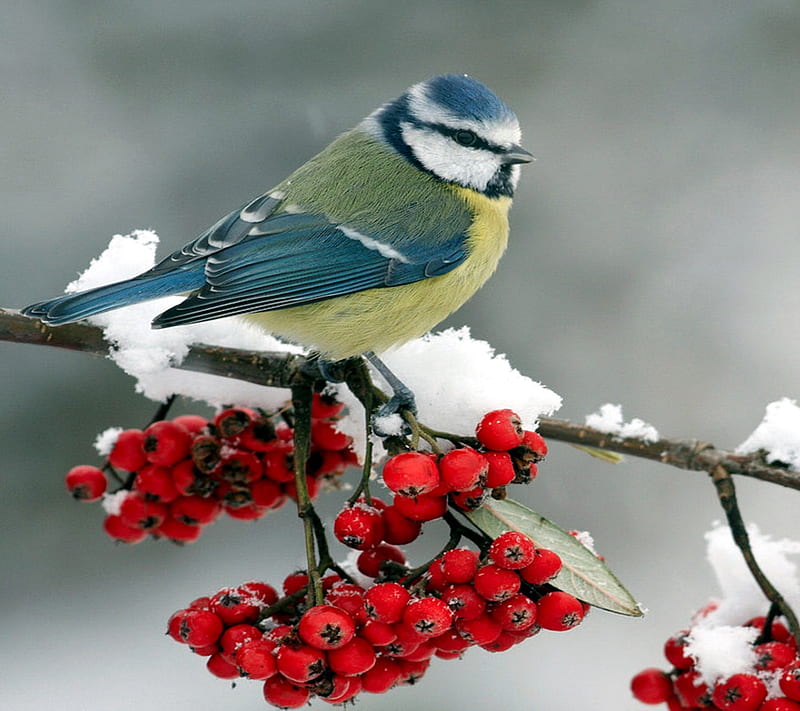 Winter Bird, colors, landscape, nature, HD wallpaper