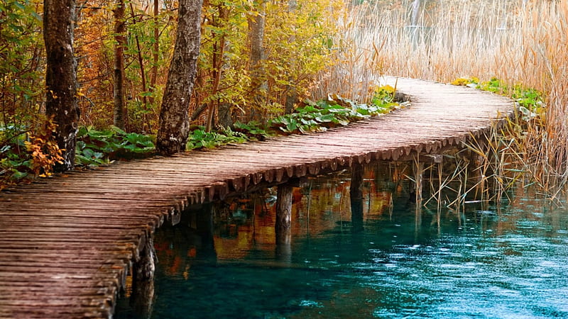 Wooden Path in forest, path, forest, water, wooden, HD wallpaper