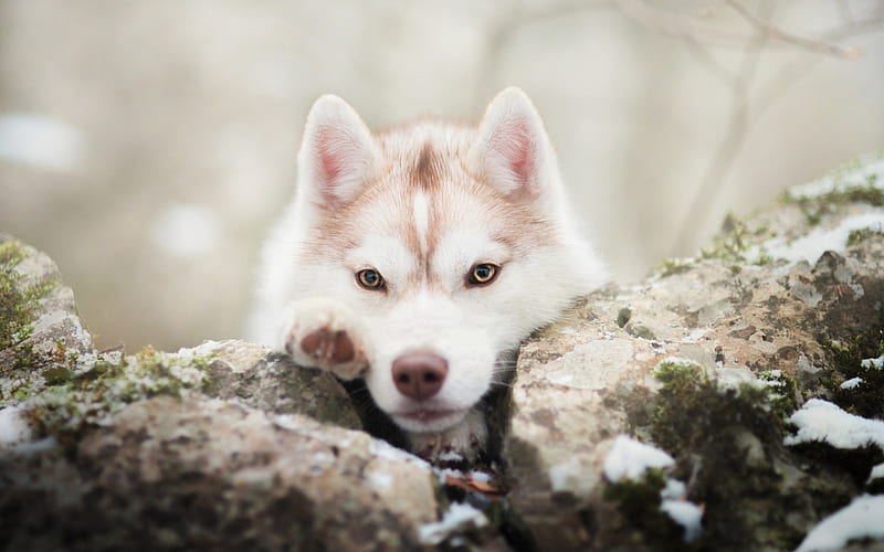 Husky Dog, stone, pets, cloe-up, Siberian Husky, puppy, cute animals, dogs, Husky, HD wallpaper
