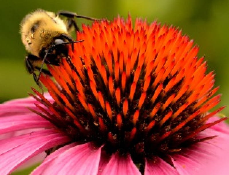 Busy Little Buzzer, honeybees, carpenter bees, Busy Little Bee, pollination, bees, HD wallpaper