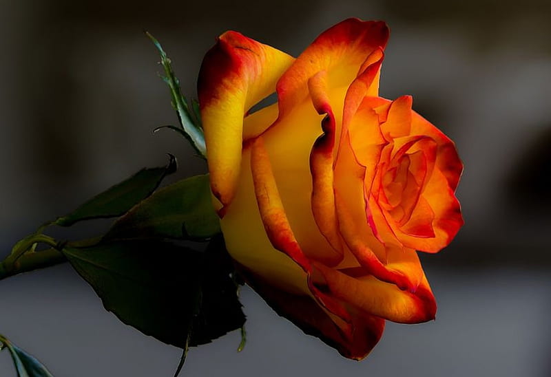 Beautiful rose, red, flowers, yellow, bonito, roses, HD wallpaper | Peakpx