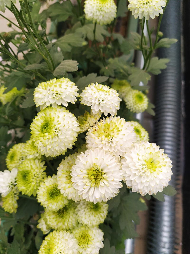 flowers, plants, white, green, HD phone wallpaper