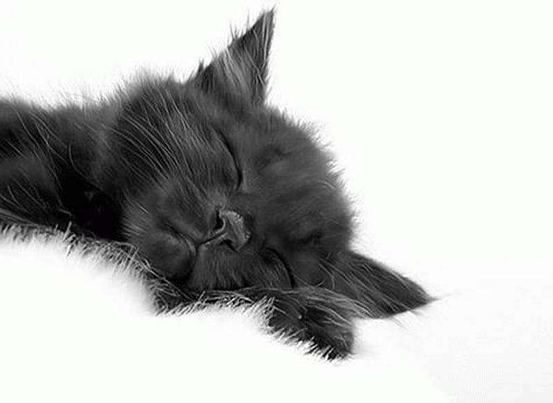 Black kitten sleeping, pet, feline, sleep, black, cat, kitten, animal, HD wallpaper