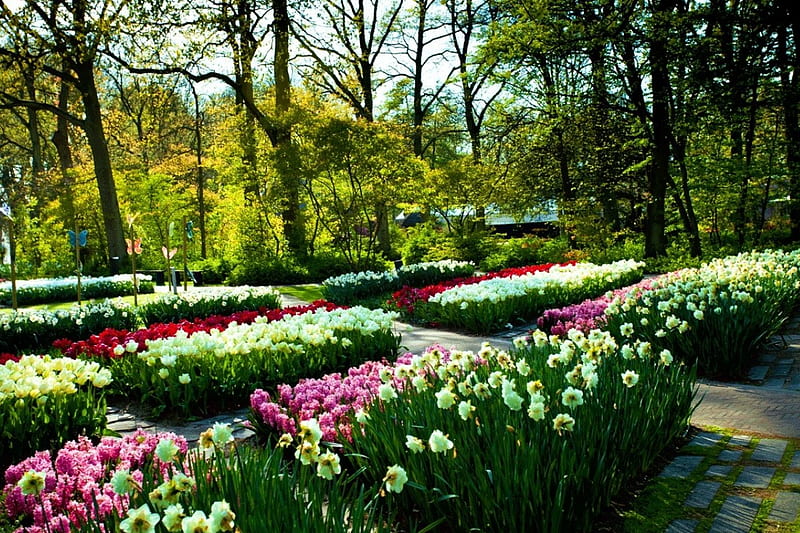 Keukenhof Park, Netherlands, hyacinths, daffodils, blossoms, spring, tulips, trees, HD wallpaper