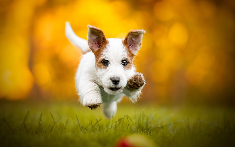 Jack Russell Terrier Corgi, autumn, pets, dogs, bokeh, Jack Russell Terrier, cute dog, Jack Russell Terrier Dog, HD wallpaper