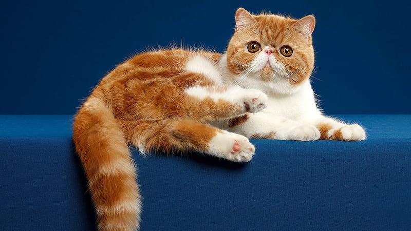 Chubby White And Brown Cat Lying Down On A Table In A Blue Color Background Animals, HD wallpaper