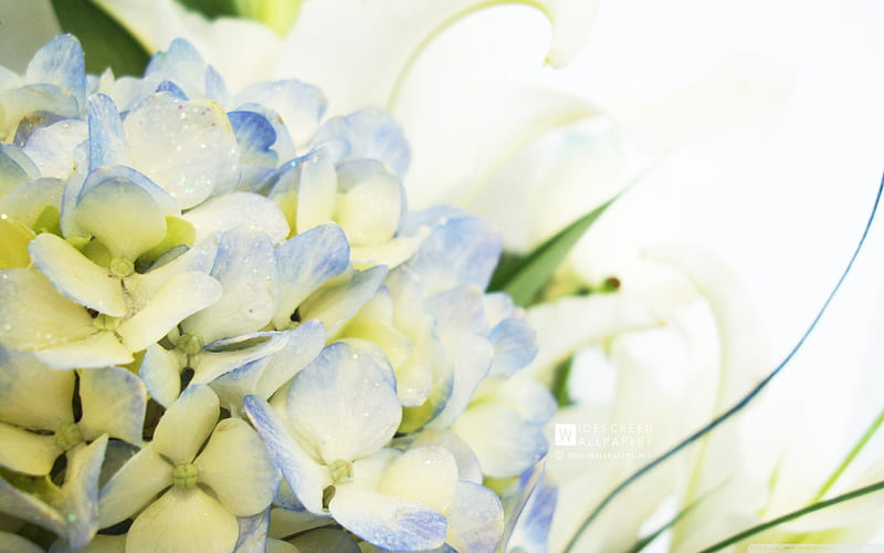 blue hydrangea and lilies-Flowers graphy, HD wallpaper