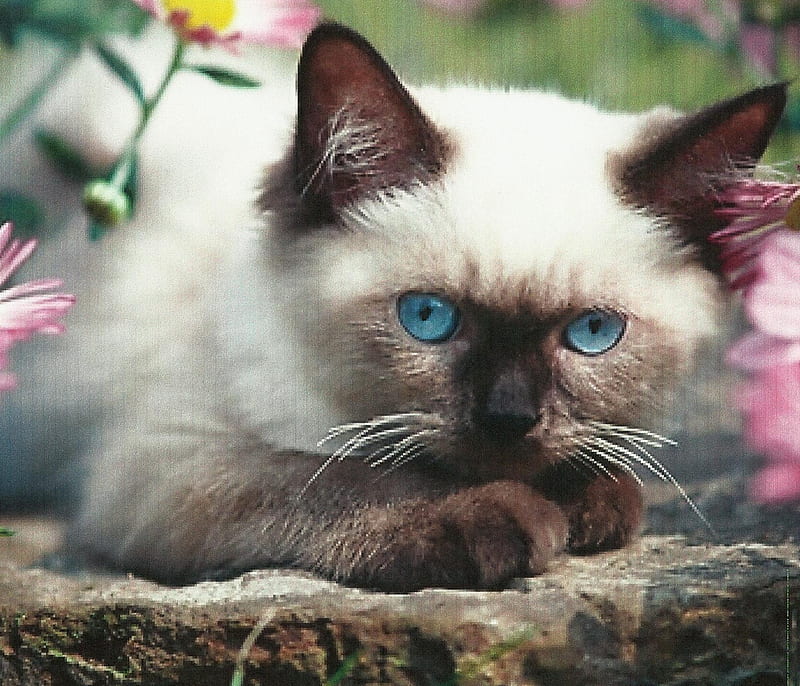 Siamese Kitten, a siamese kitten, animals, pet, HD wallpaper