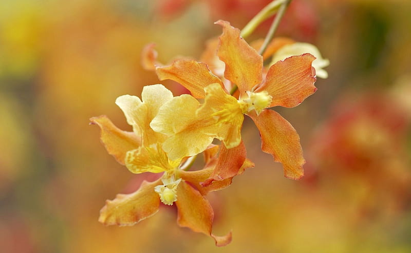Orchids, flower, yellow, orange, orchid, HD wallpaper