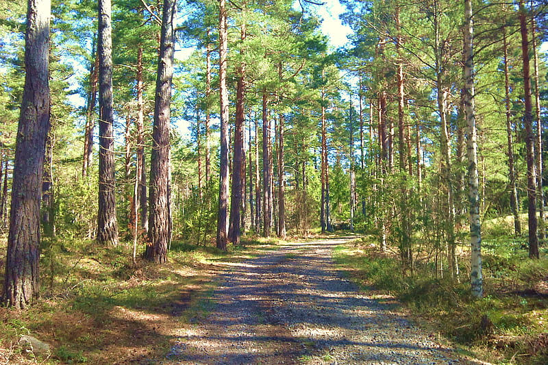 ~Just one beautiful walk~, forest, primeval forest, green, nature, way, trees, sweden, wood, HD wallpaper