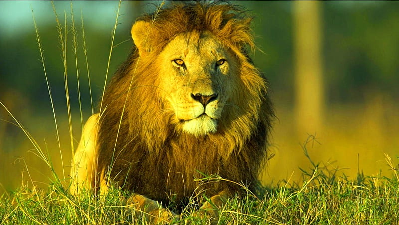 African Lion, HD wallpaper