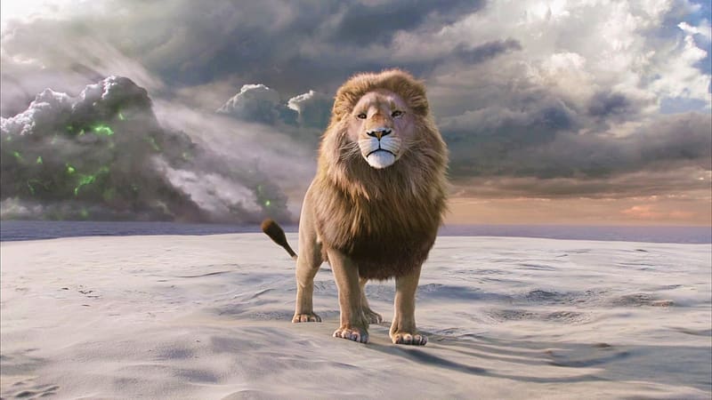 Lion, Movie, The Chronicles Of Narnia: The Lion The Witch And The Wardrobe, HD wallpaper