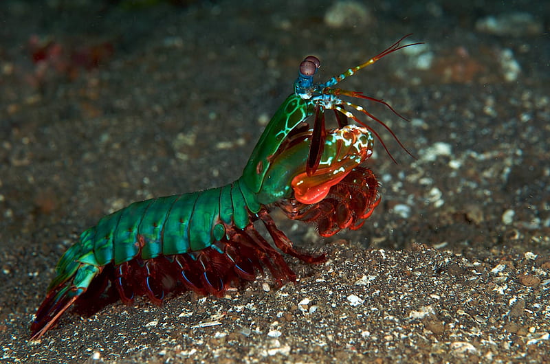 peacock mantis shrimp, mantis, peacock, shrimp, animal, HD wallpaper