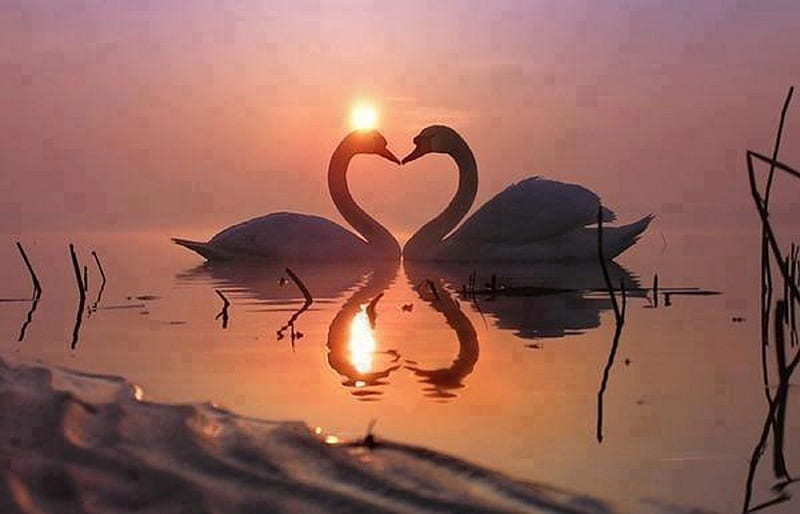 Sweetheart Swans at Sunset, heart, birds, sunset, reflection, lake, swans, animals, HD wallpaper