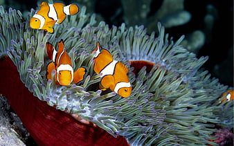 Neon fish, beautiful, blue, animal, purple, colored, under water