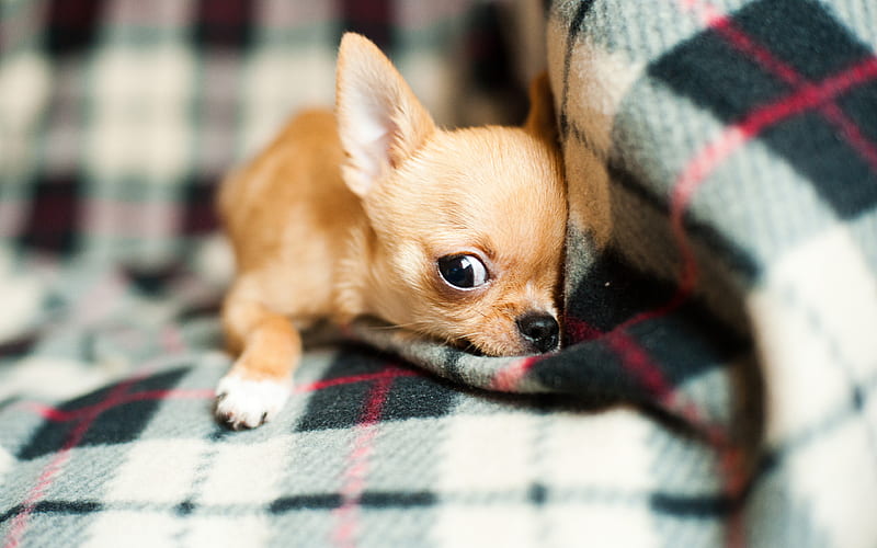 Chihuahua, pets, puppy, cute animals, dogs, Chihuahua Dog, HD wallpaper