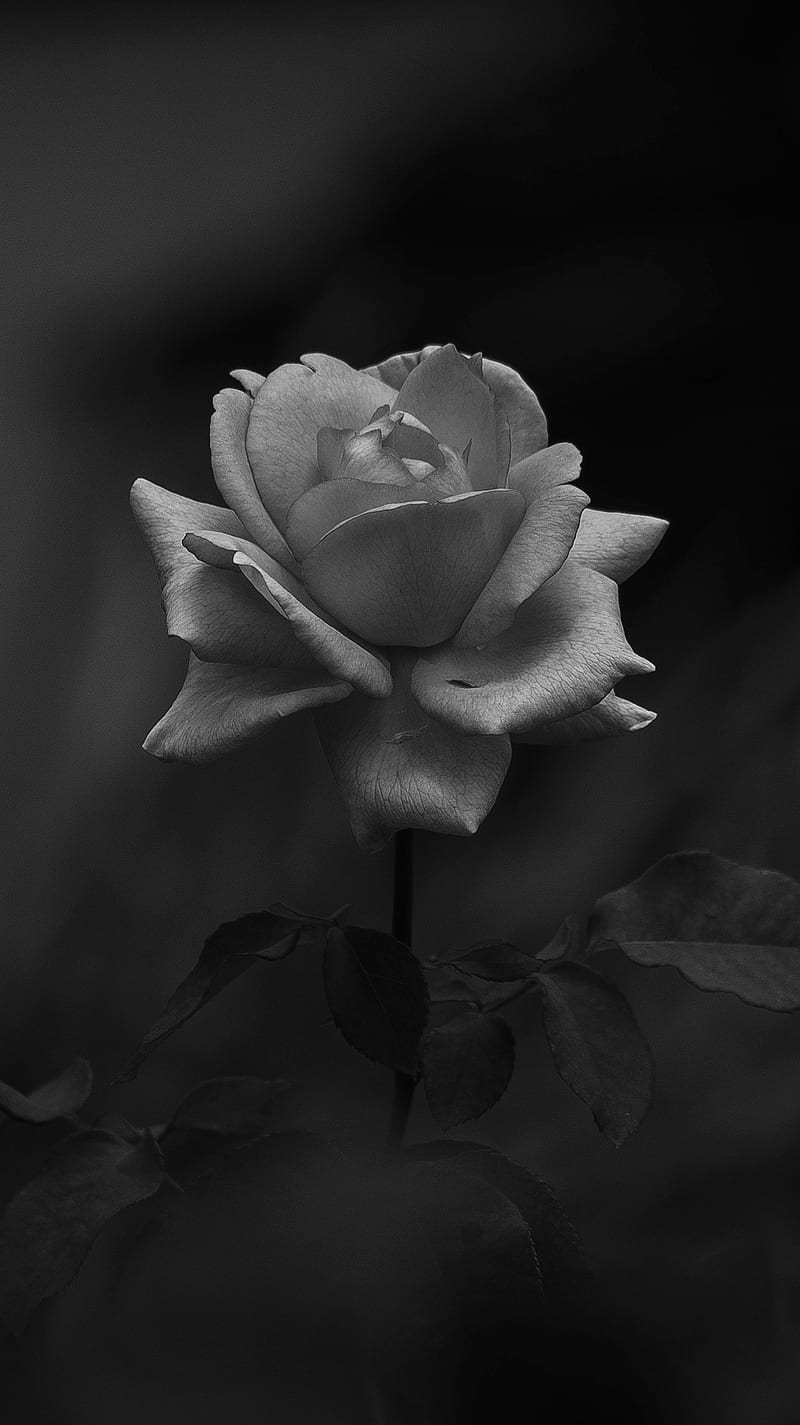 Dark Rose, HD phone wallpaper