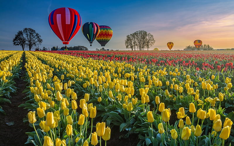 Tulips and Hot Air Balloons, tulips, landscape, balloons, field, spring, HD wallpaper