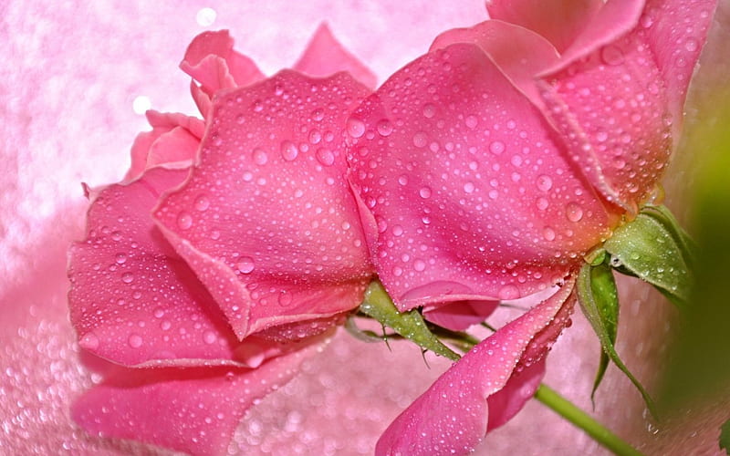 Roses background, pretty, wet, lovely, background, scent, bonito, drops, roses, fragrance, flowers, petals, pink, HD wallpaper