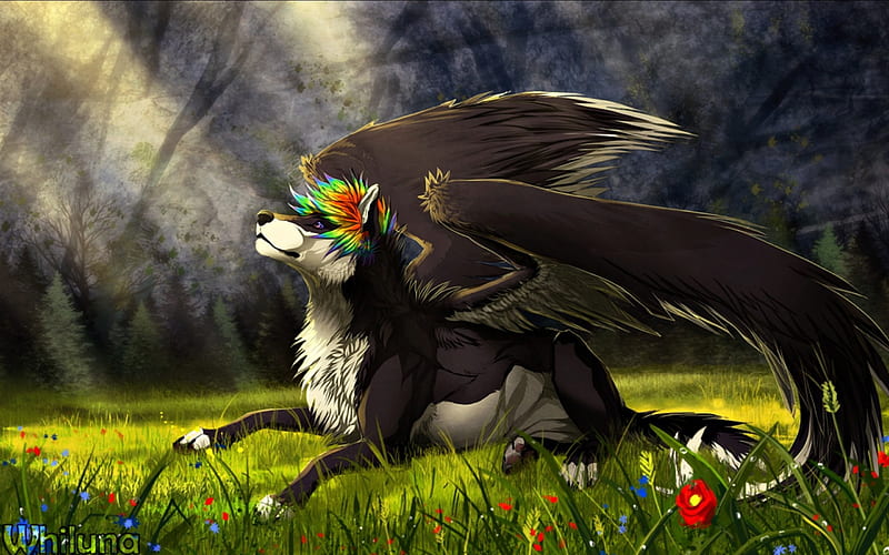 Meadow, red, wings, luminos, grass, black, animal, fantasy, green, feather, whiluna, flower, wolf, white, creature, HD wallpaper