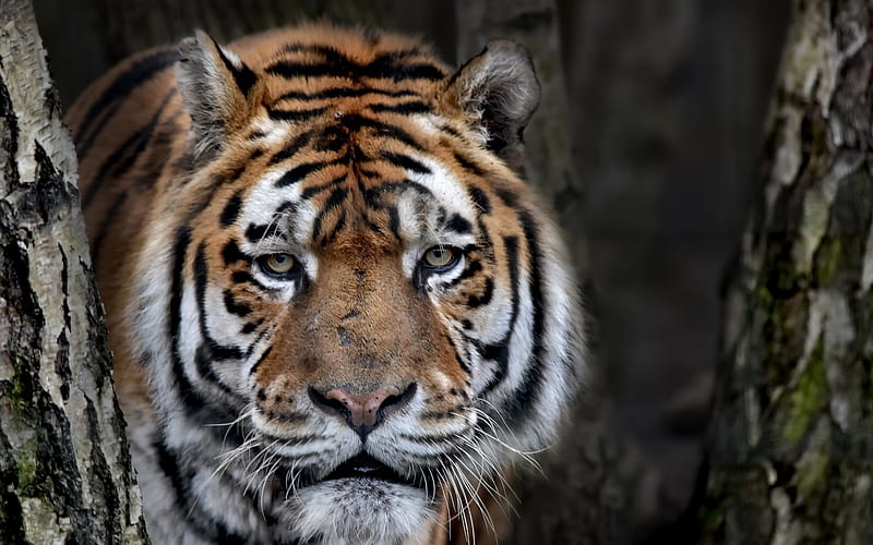 large tiger, portrait, wildlife, predator, tigers, dangerous beast, HD wallpaper