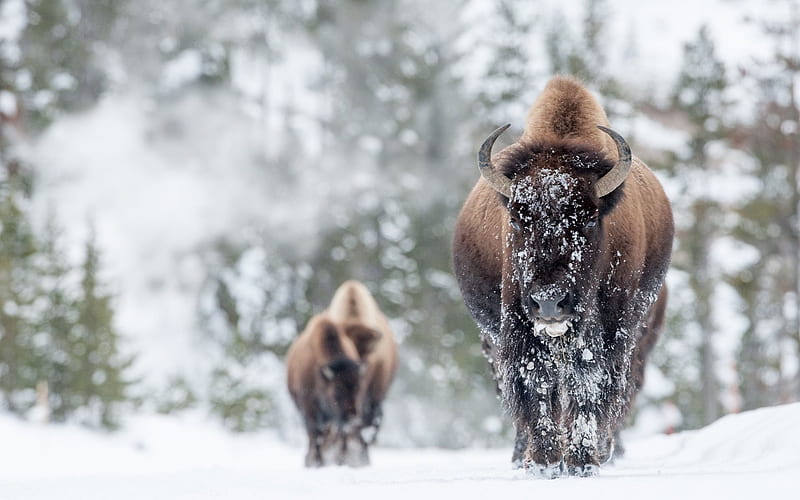 bison, winter, forest, snow, wildlife, HD wallpaper