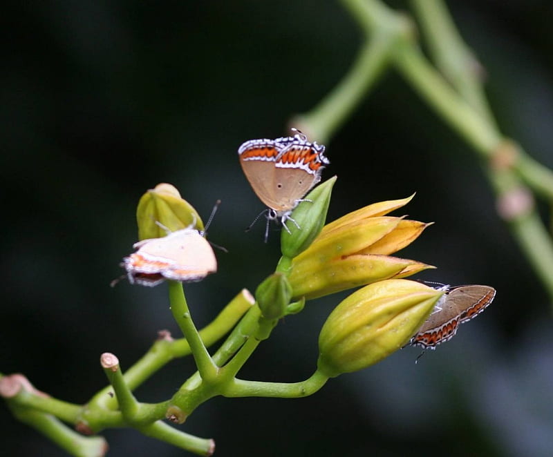 Little Flutterbys, small butterflies, yellow buds, plant, HD wallpaper