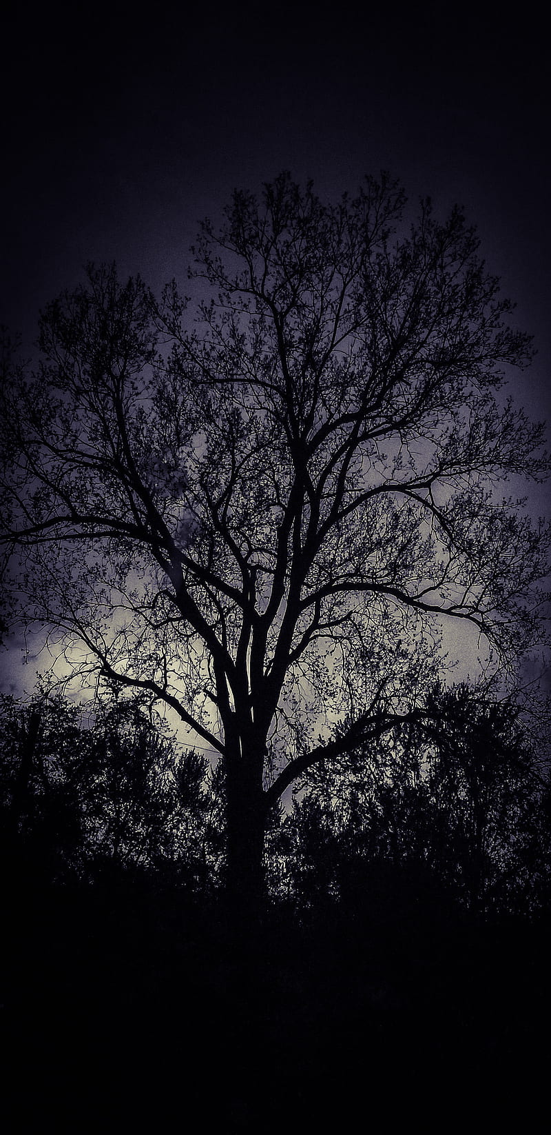 Backlit tree, dark, fall, night, spring, weather, HD phone wallpaper