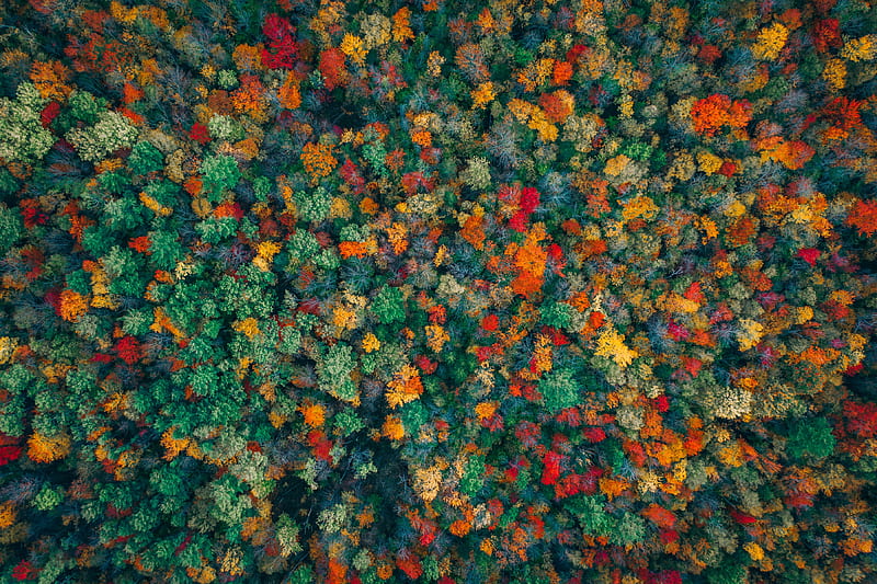 colorful trees, autumn, fall, aerial view, top view, Nature, HD wallpaper