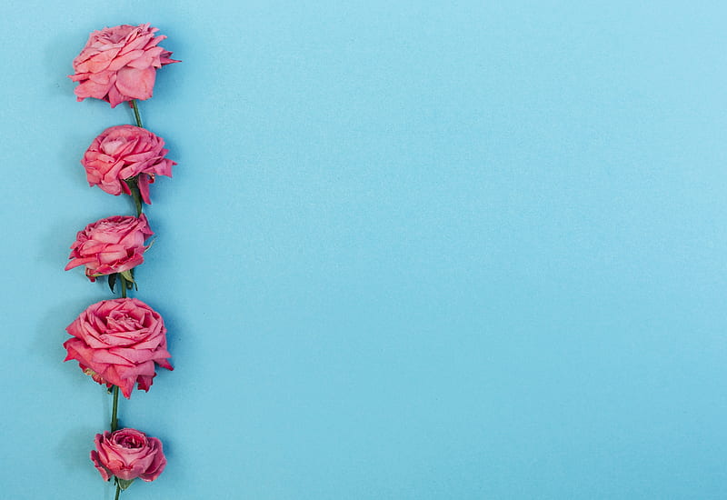 rose, flower, mother, pink, card, trandafir, blue, blue, valentine, day, HD wallpaper