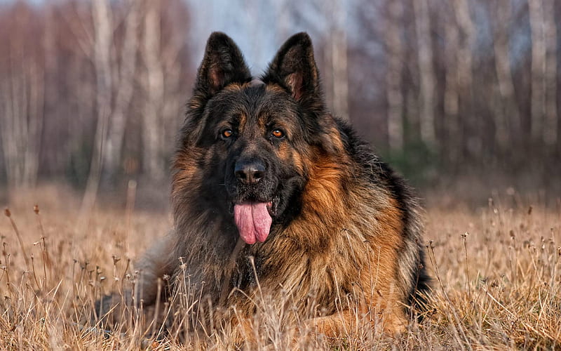 German Shepherd, pets, dog, Shepherd, HD wallpaper