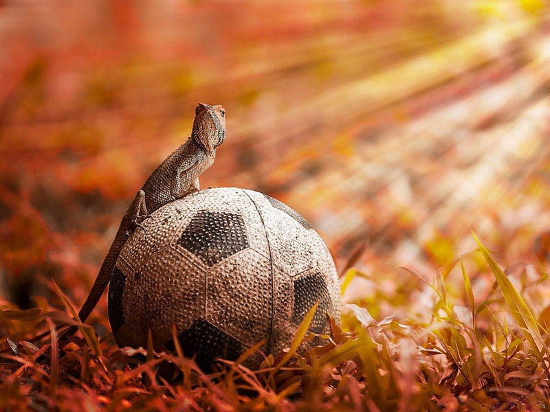 DID I MISS THE GAME, THEN?, soccer, grass, sunrays, ball, critters, football, lizards, reptiles, esports, HD wallpaper