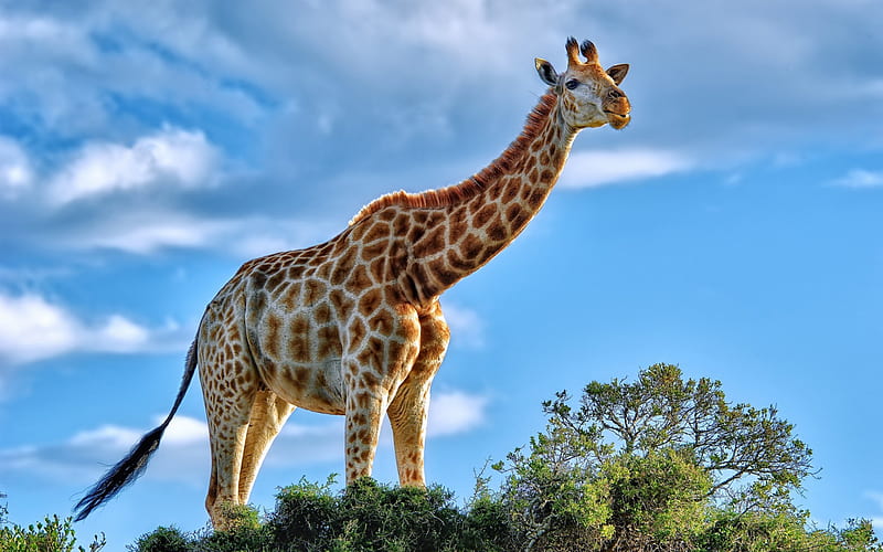 big giraffe, long neck, Africa, wildlife, evening, safari, HD wallpaper